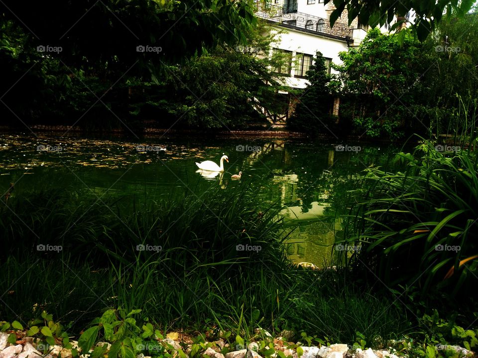 swan in the lake