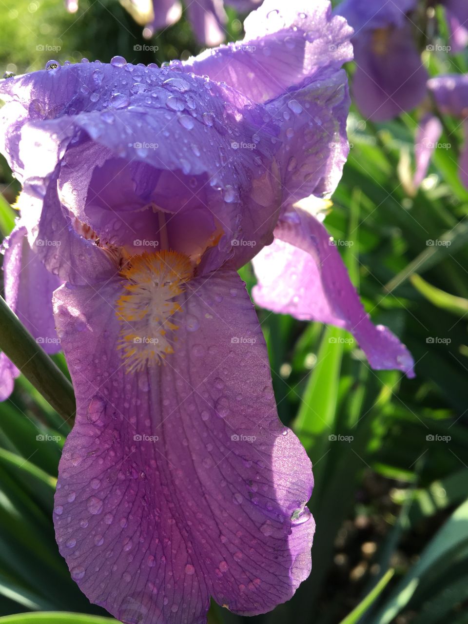 Purple iris in morning dew.