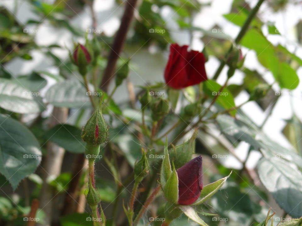 Budding Rose. Rose bush beginning to bloom