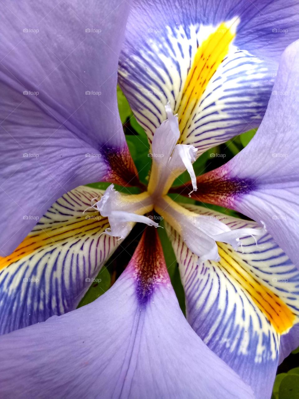 purple flowers in the winter