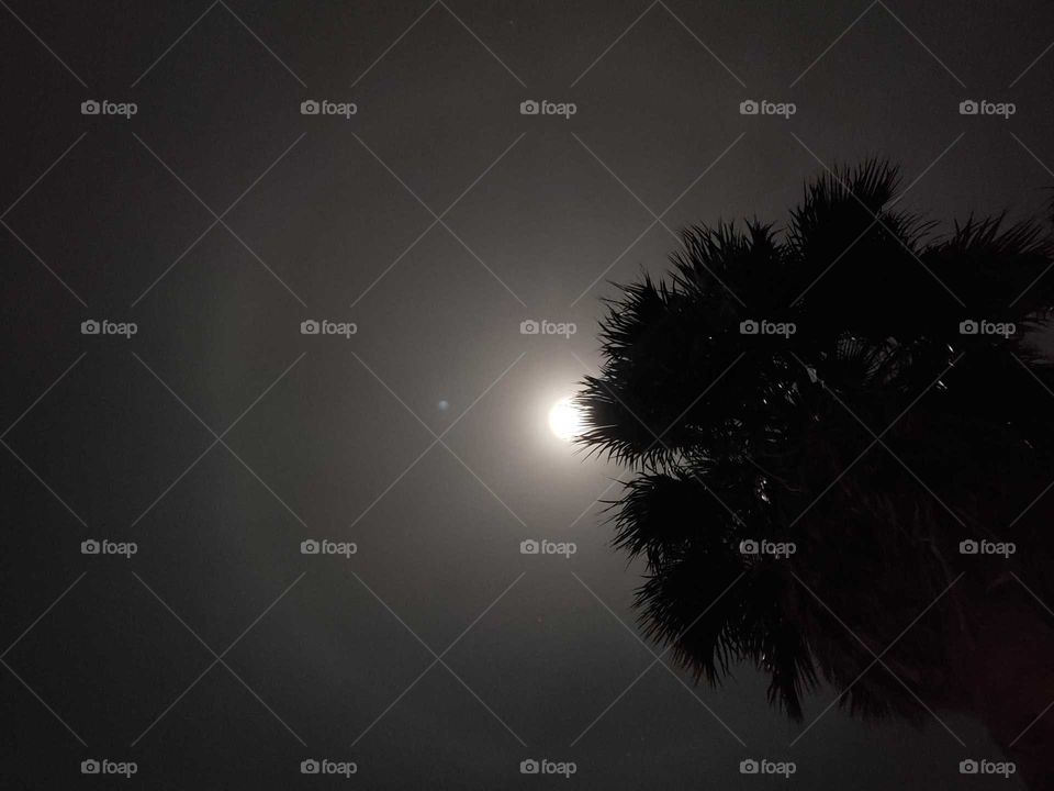 the moon with a ring around it above the palm tree