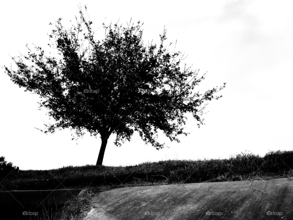 Tree silhouette at drainage ditch 