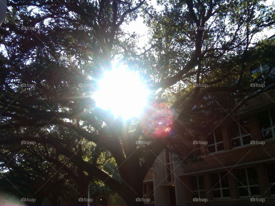 the sun. a day in texas