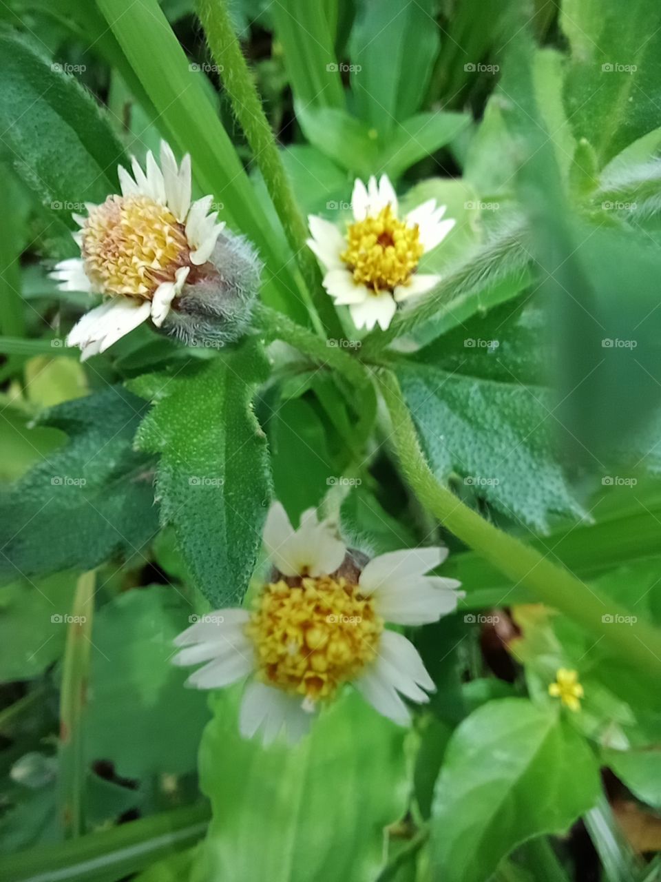 Tridax procumbens