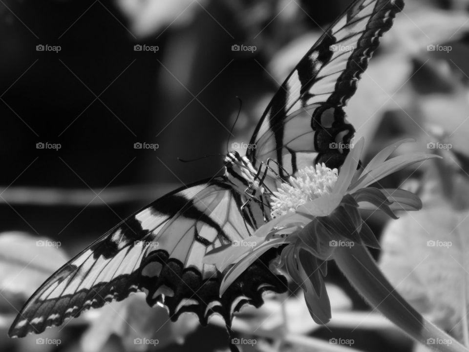 Eastern Tiger Swallowtail Butterfly: Here they get nectar from the brilliant Mexican Sunflower in my butterfly garden!