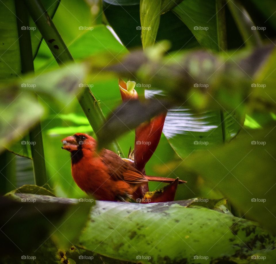 A cardinal with a seed sitting among the lobster claw plants