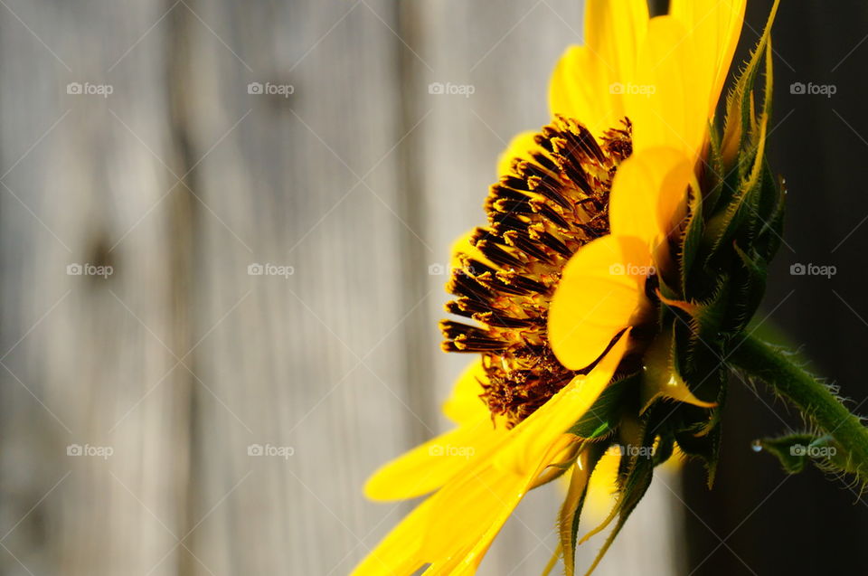 Sunflower Full