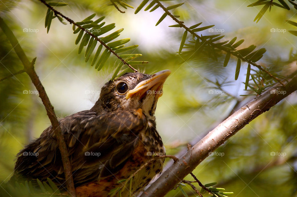 Baby robin