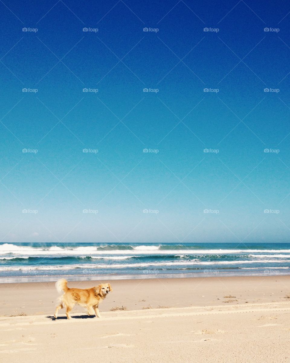 Awesome sand beach and dog. Atlantic Ocean.