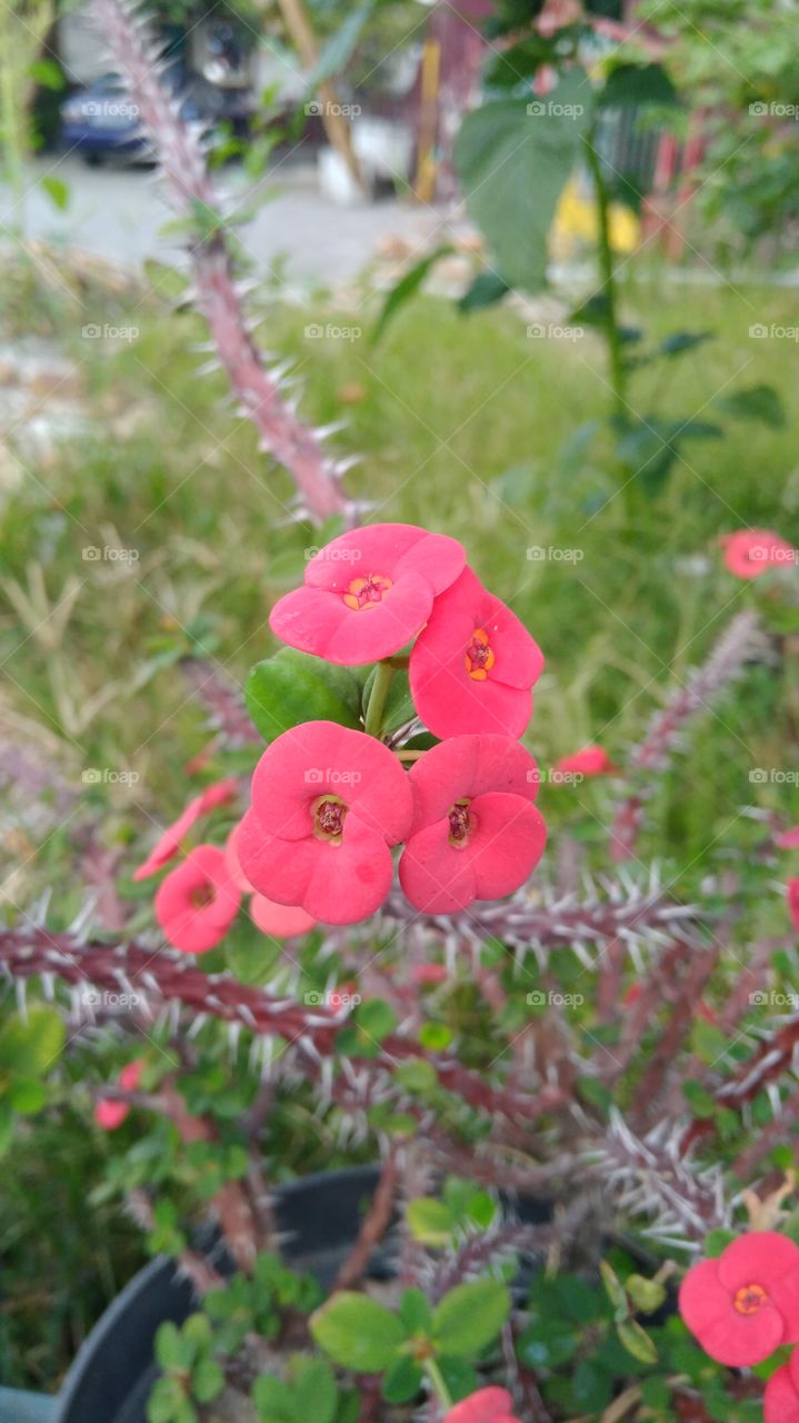 Wonderful Flower