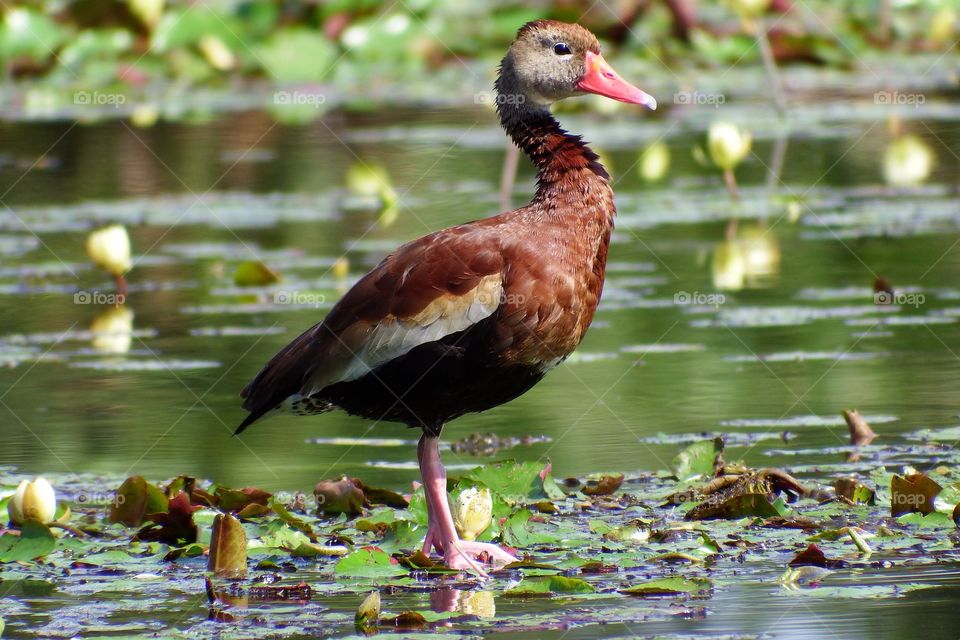 Black-Bellied Whistling Duck
