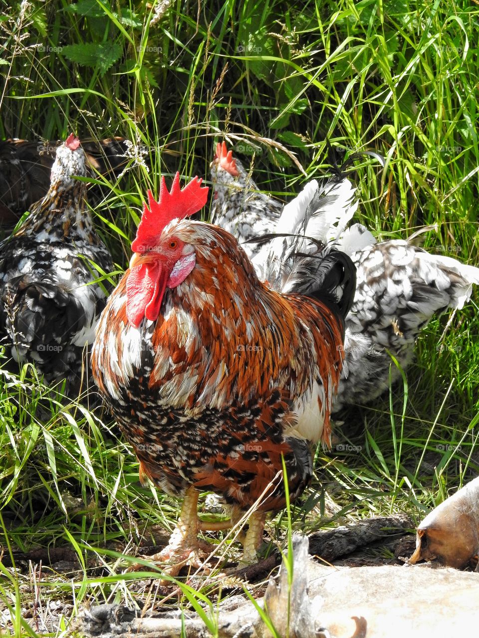 Poultry, Bird, Hen, Farm, Nature