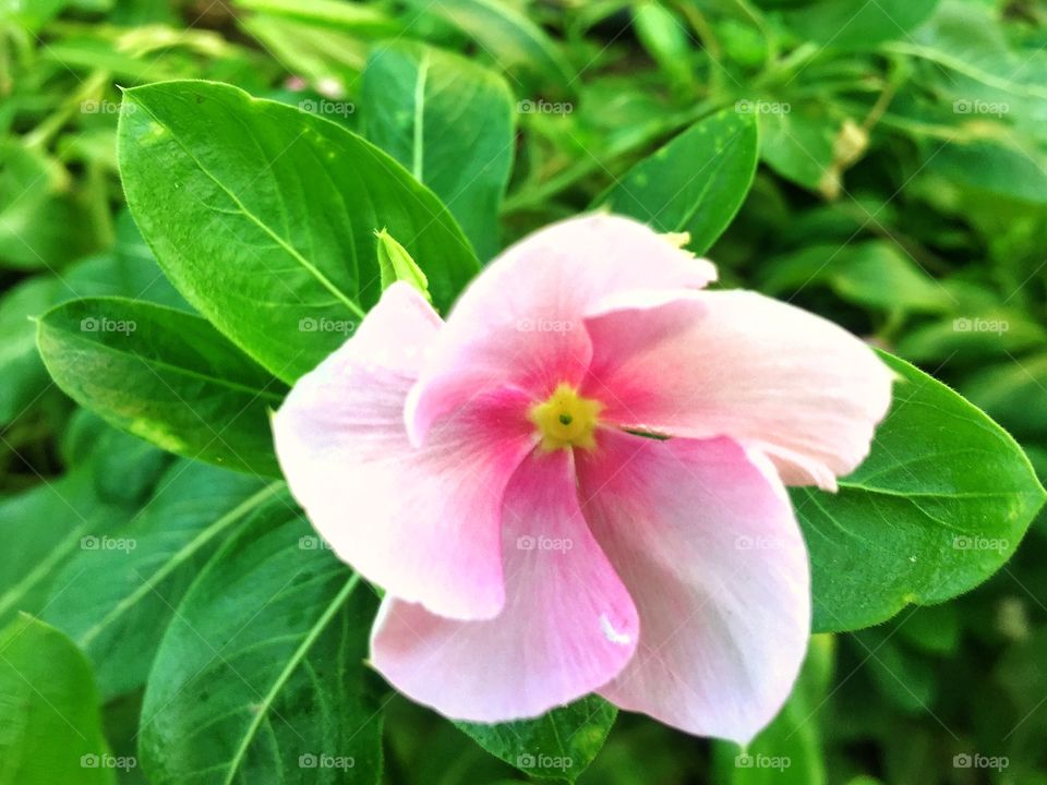 Pink flower 