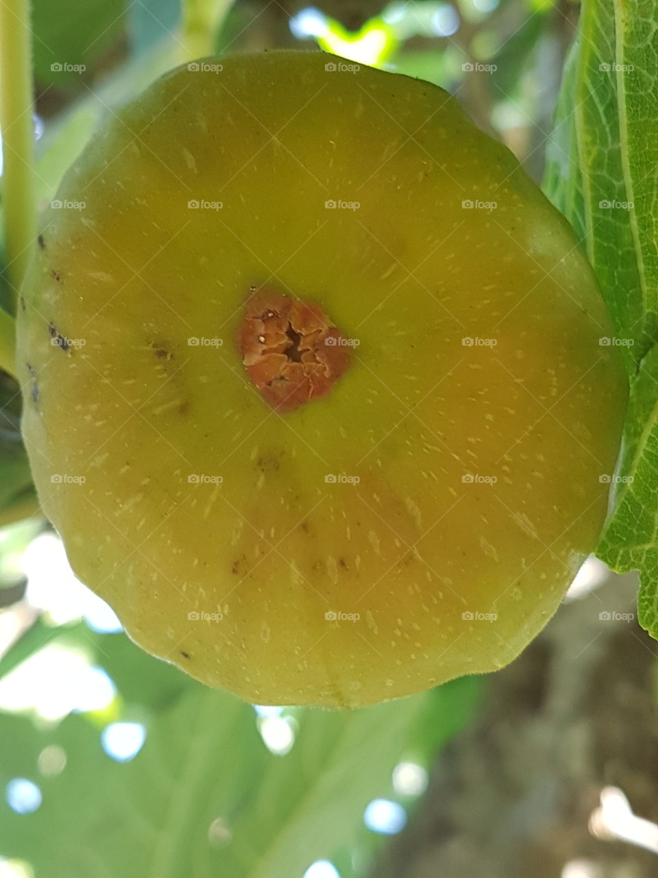 ficus-carica = la figue