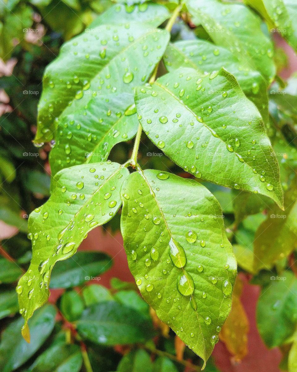 raindrops fallen on the leaves
