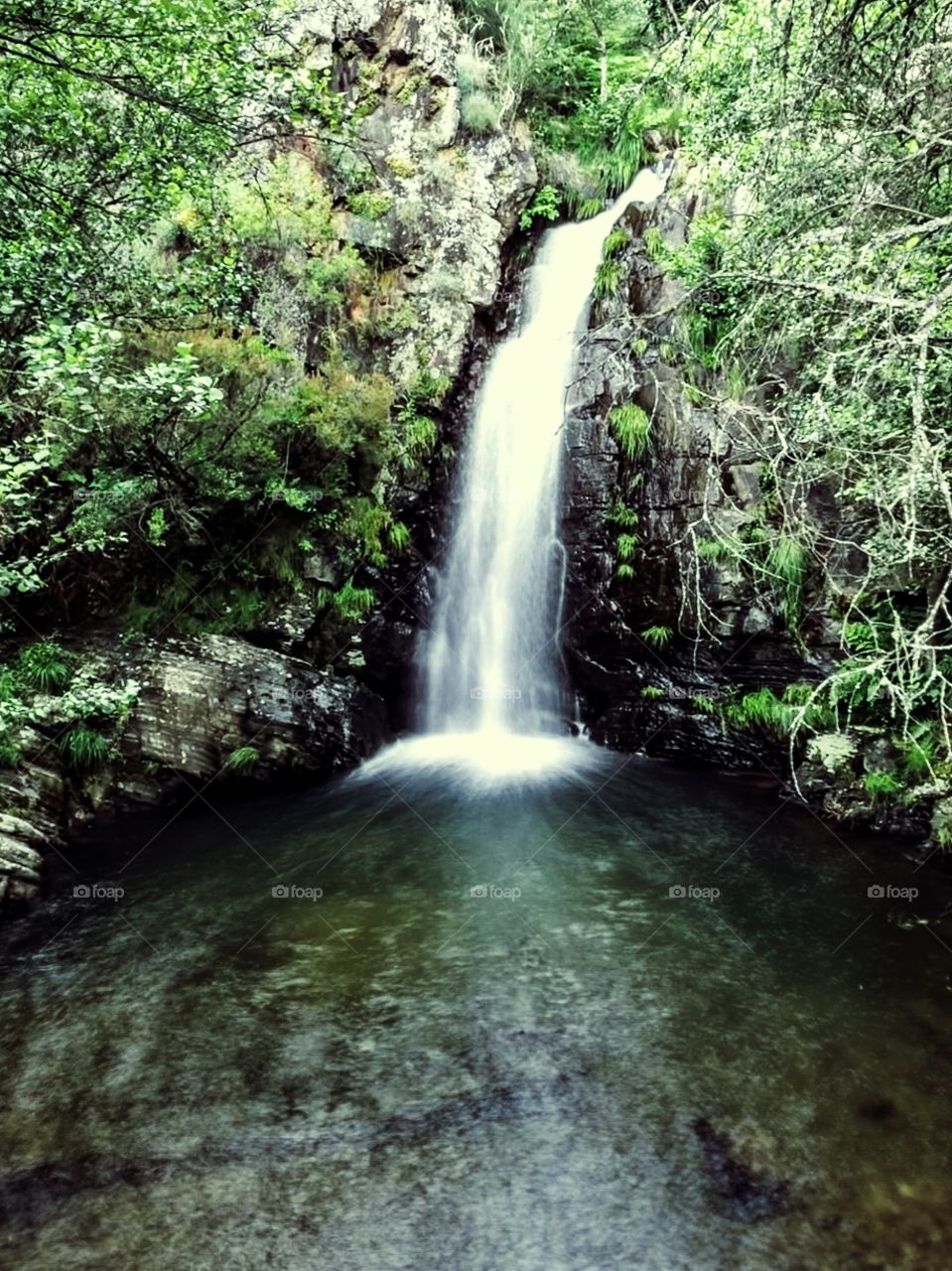 White water tumbles from this cascade surrounded by green plant life