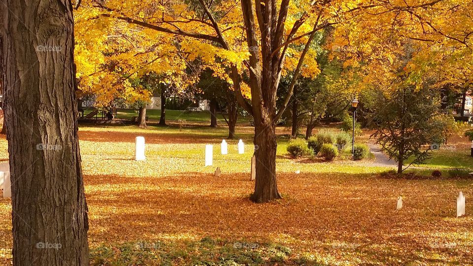 Fall, Tree, Leaf, Park, Maple