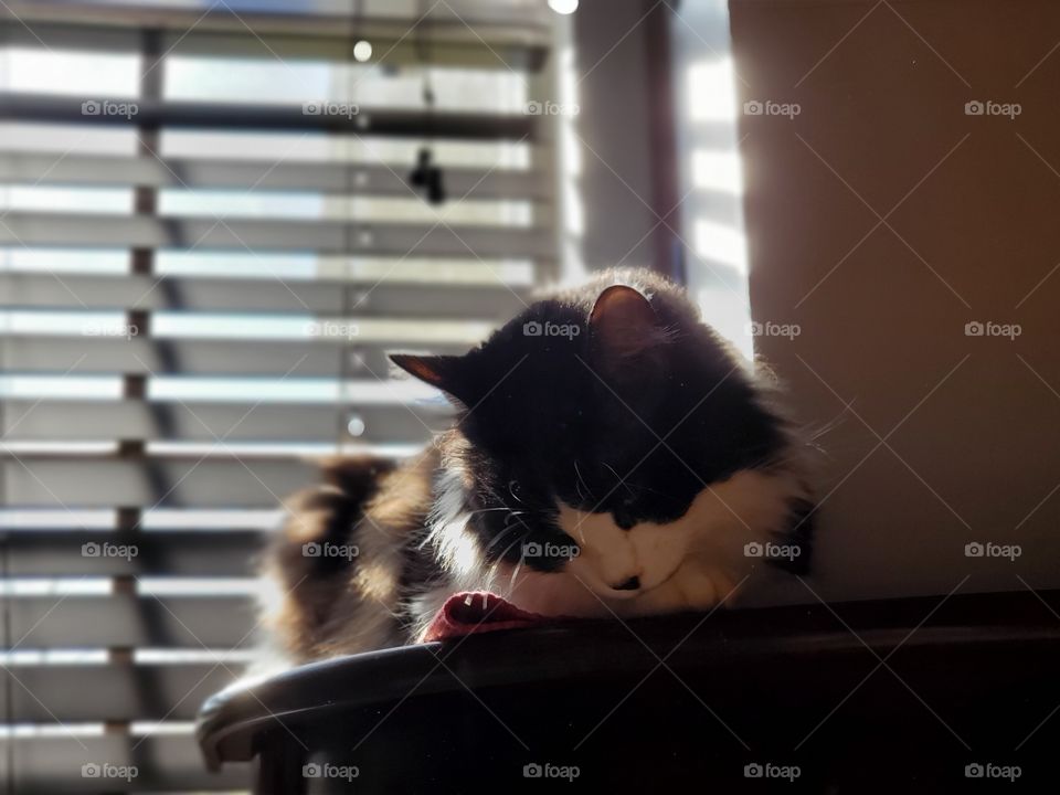 Black and white long haired cat laying on a table by the window grooming his paw as light pierces through the blinds.