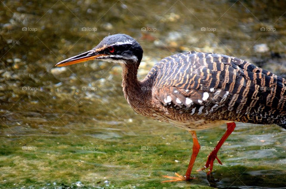 Close-up of bird walking in water