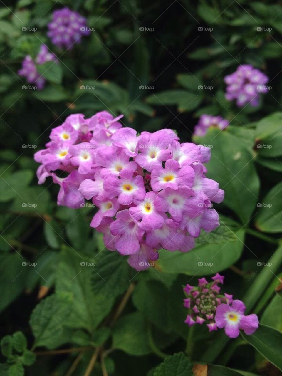 Purple Flower Bunch