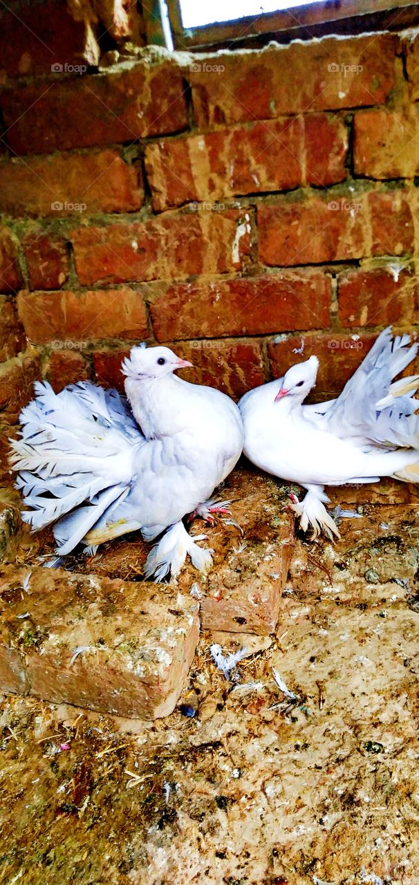 white Pigeons