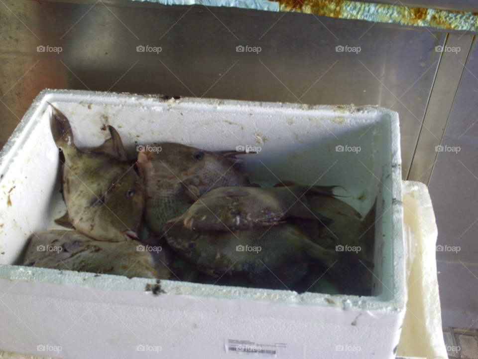 ready to go to the fish shop wholesale lot by pawright68