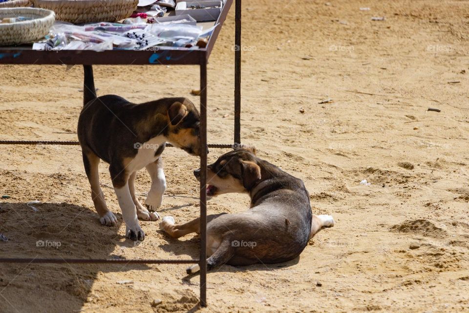 dog babys play together in desert