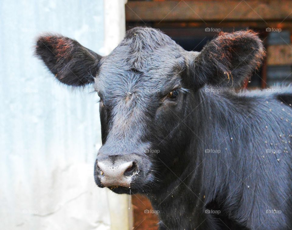 Close-up of black calf