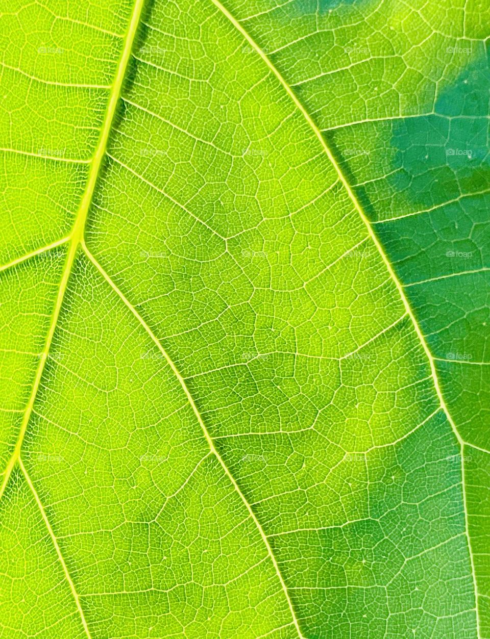 Green leaf