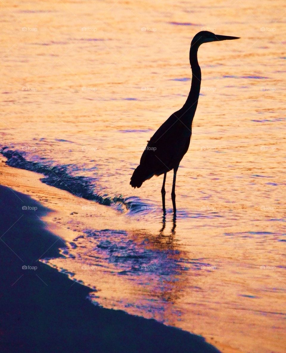 Heron Silhouette 