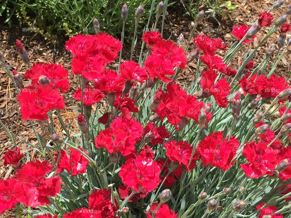Red perennials 