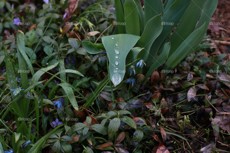 Large brilliant drops of dew on succulent green leaves.  Purple flowers.