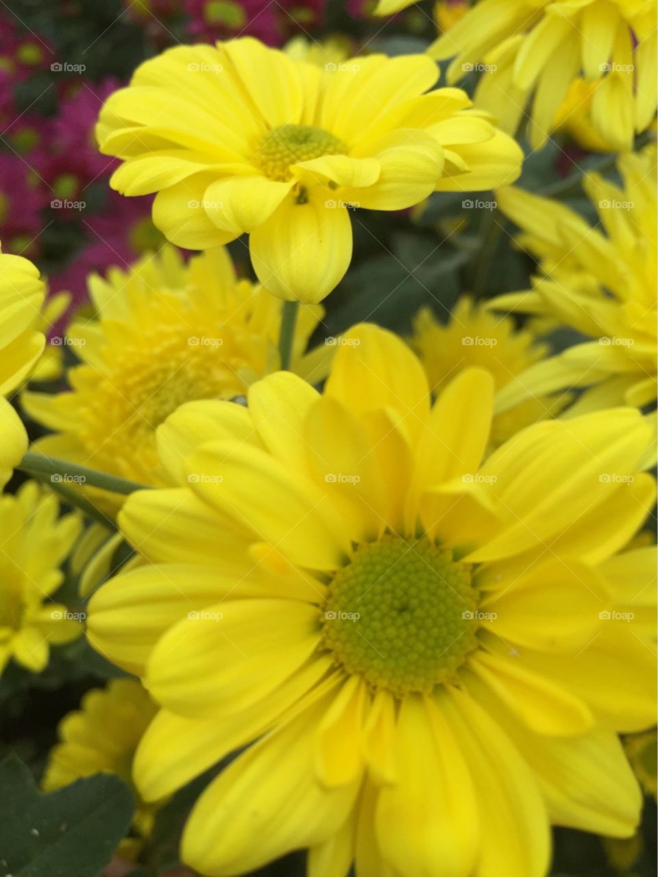 chrysanthemum flower