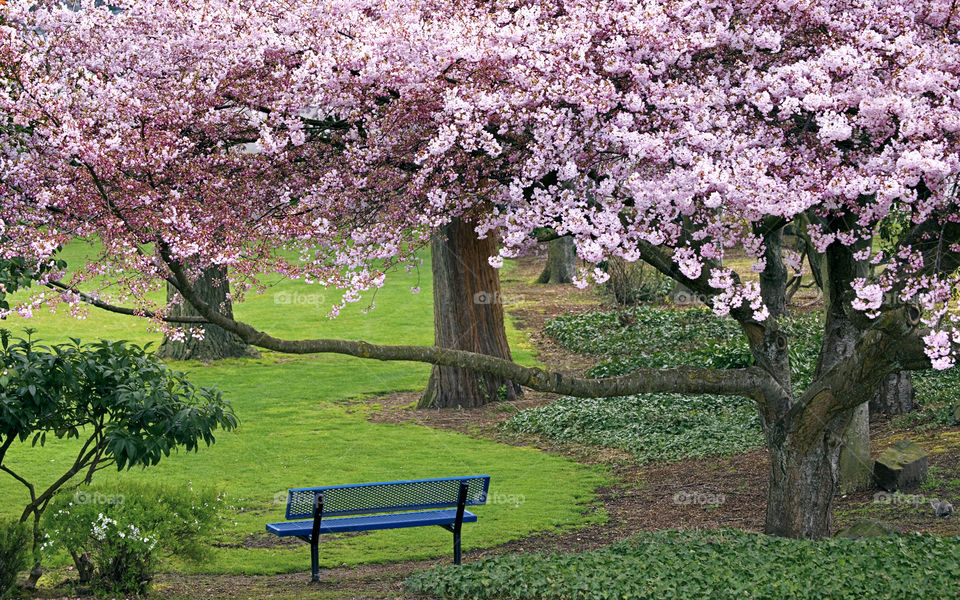 The bench surrounded by pink blossoms.