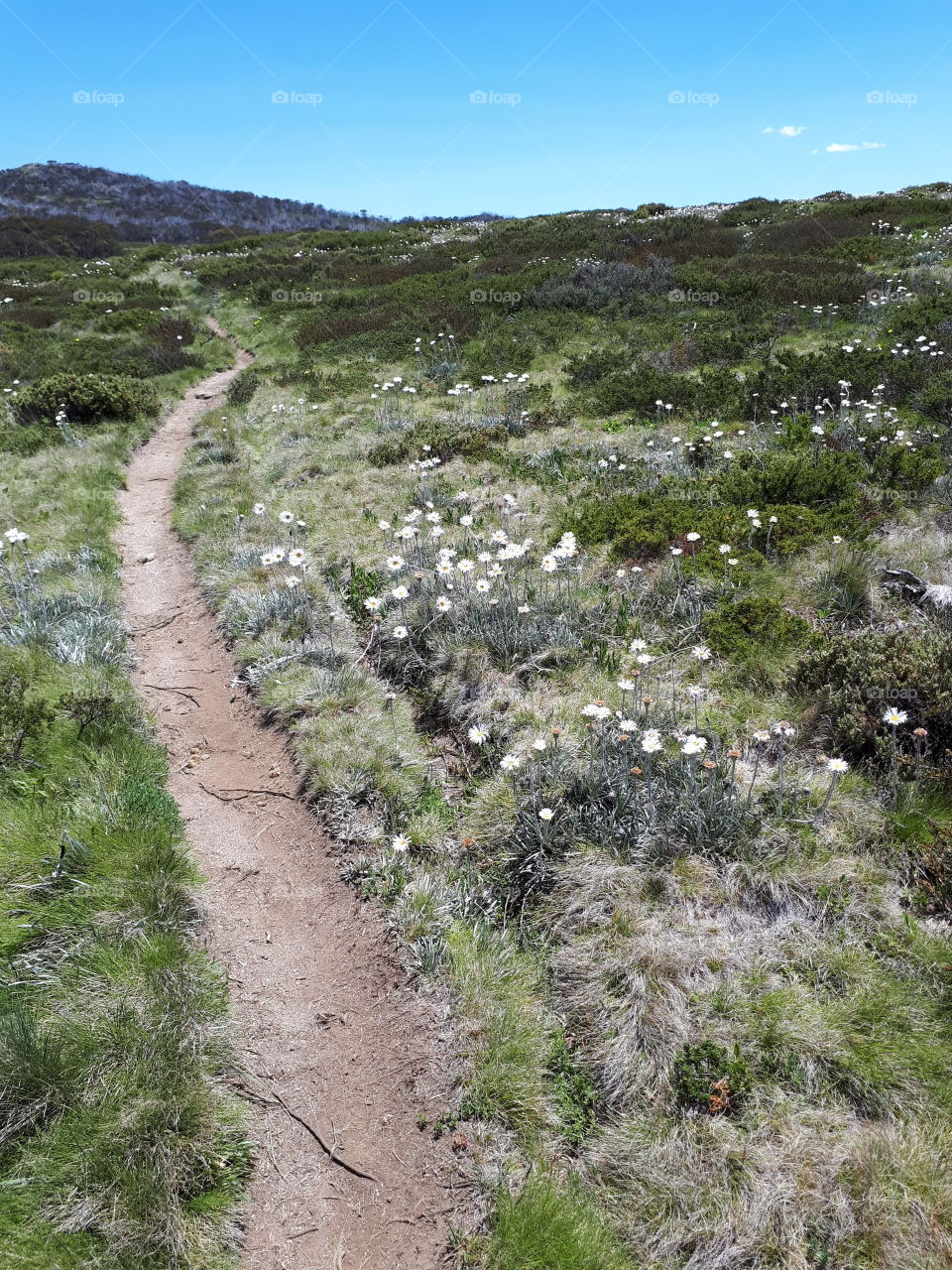 High Country Victoria .Come walk this way into natures beauty.