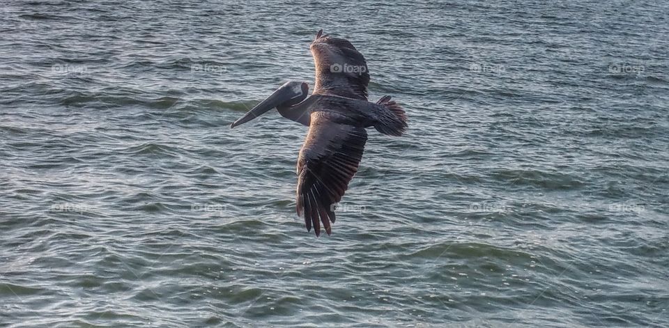 Pelican. A pelican flying by us on the boat in Florida