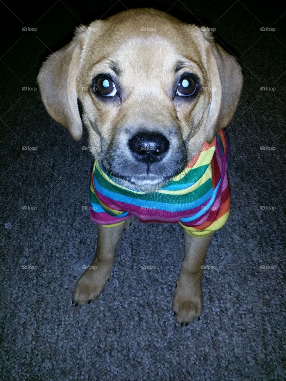 puppy in rainbow outfit inside