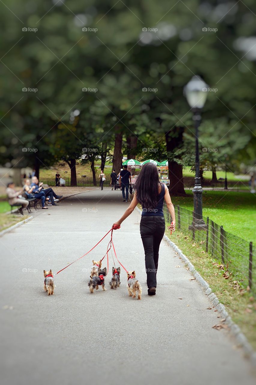 A unrecognizable female professional dog Walker is seen walking 5 dogs in Central Park New York City.