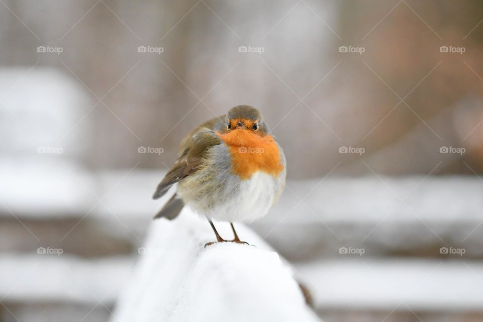 Bird in winter