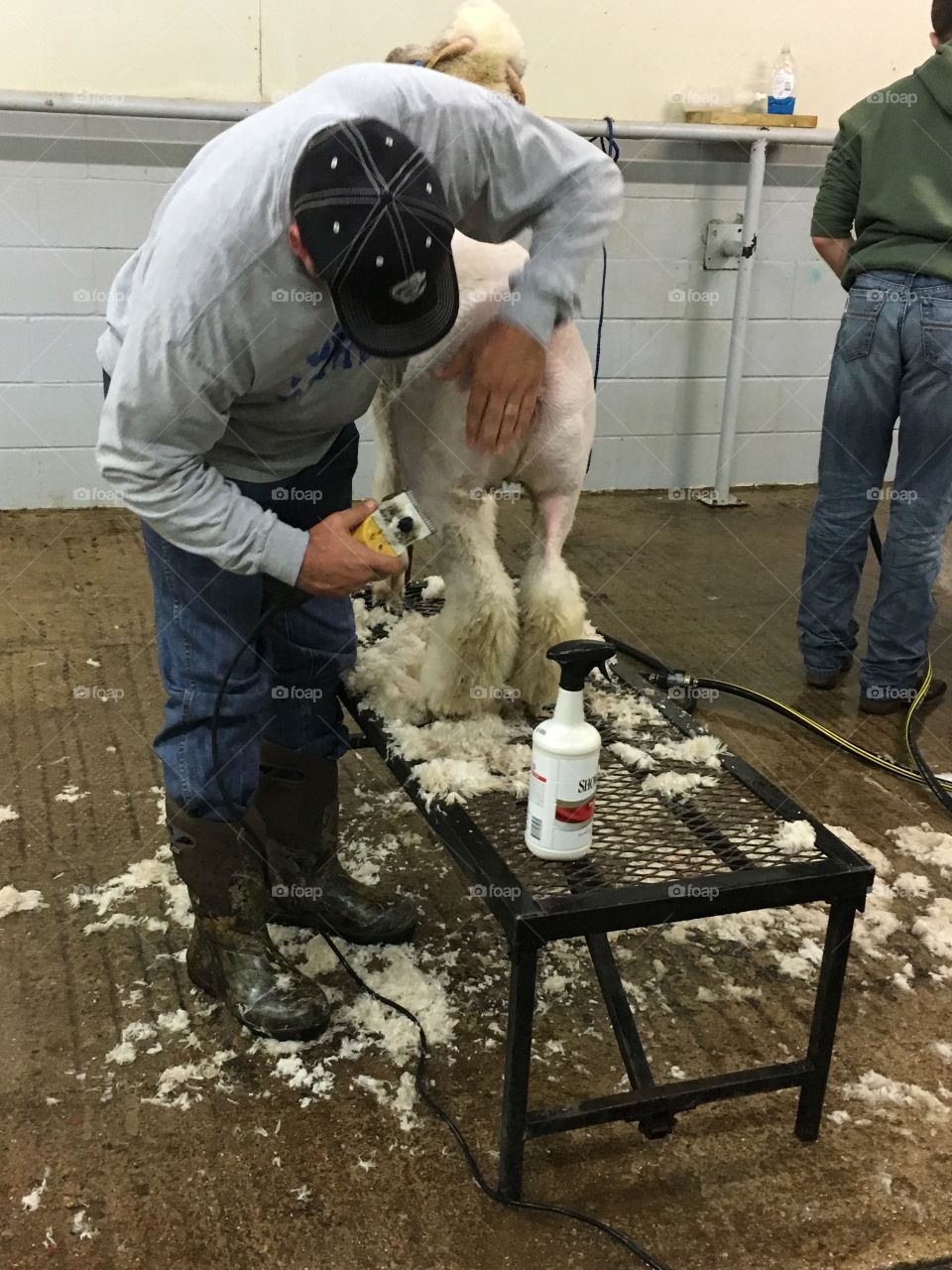 Ag teacher shearing a FFA lamb. 