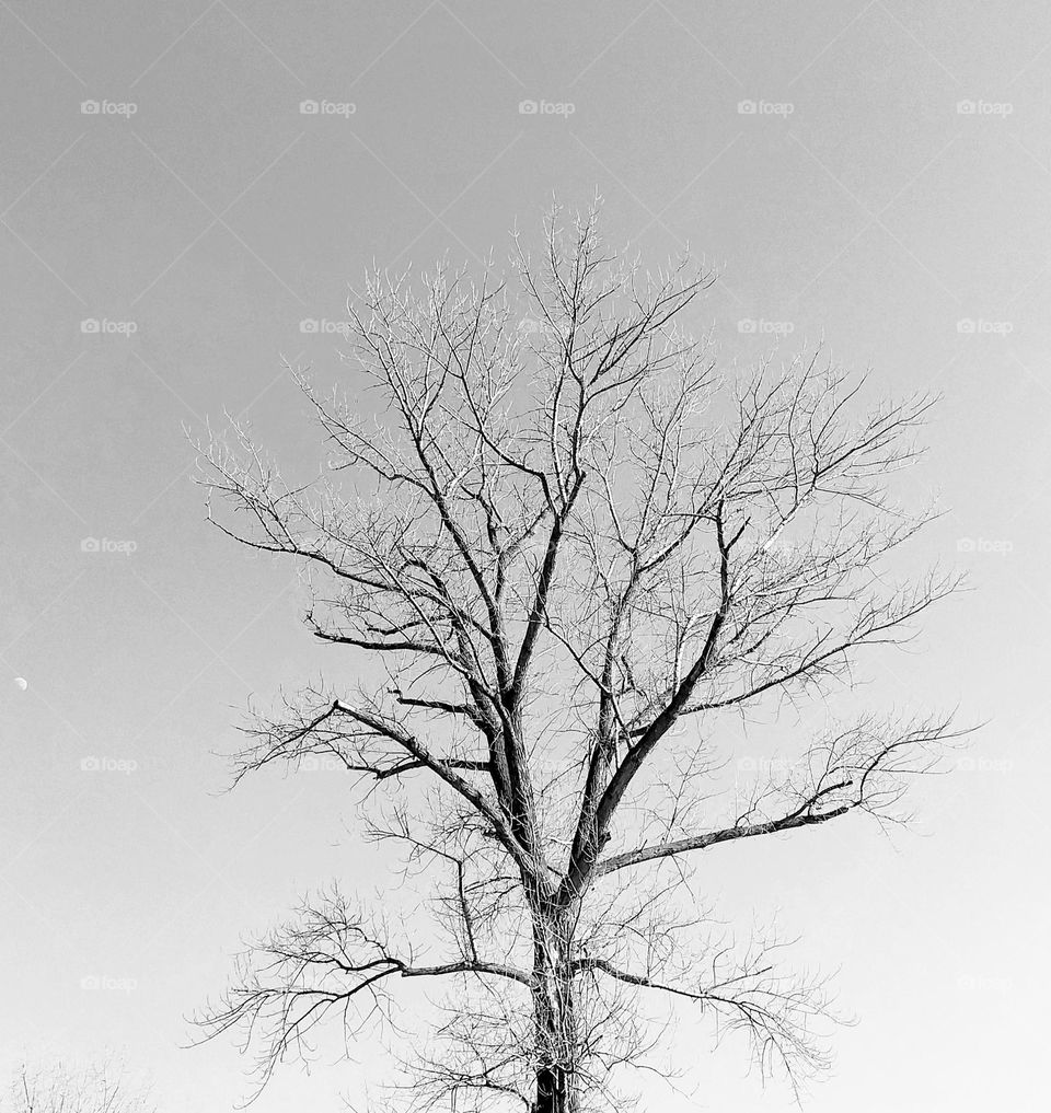 Lonely tree