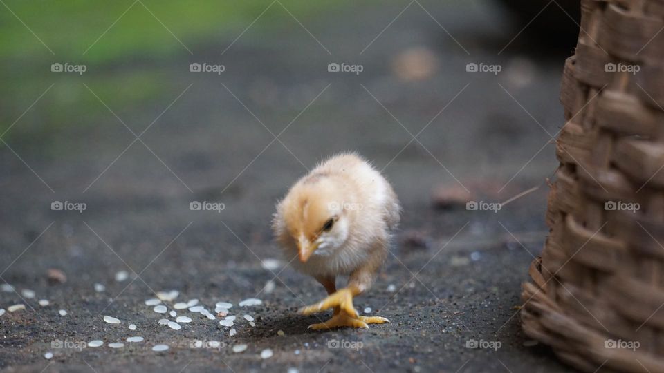 Baby chicks