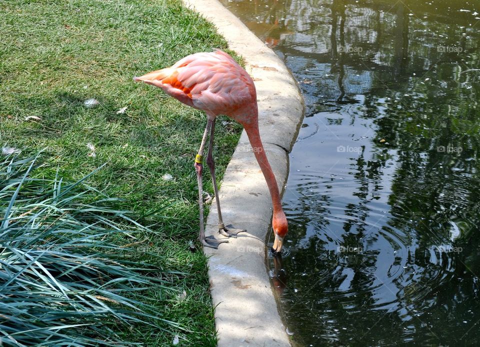 Flamingo