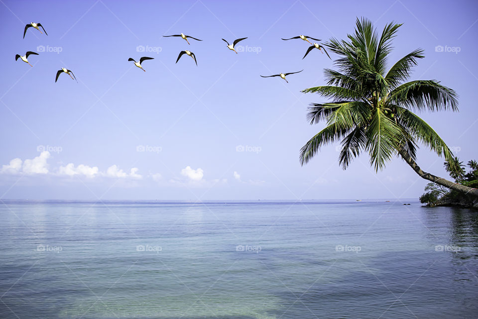 A flock of birds flying in the sea on the bright sky.