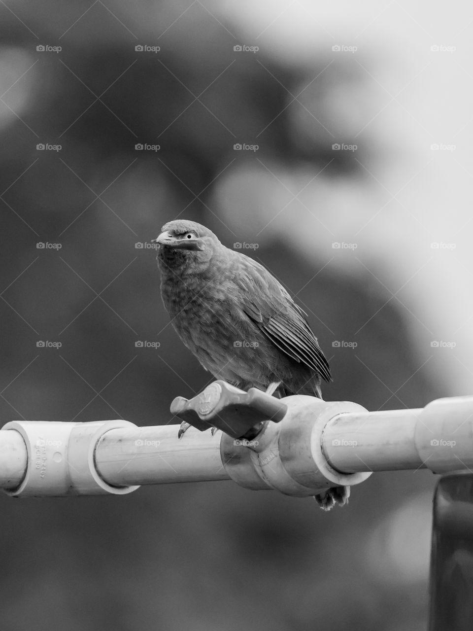 Jungle Babbler