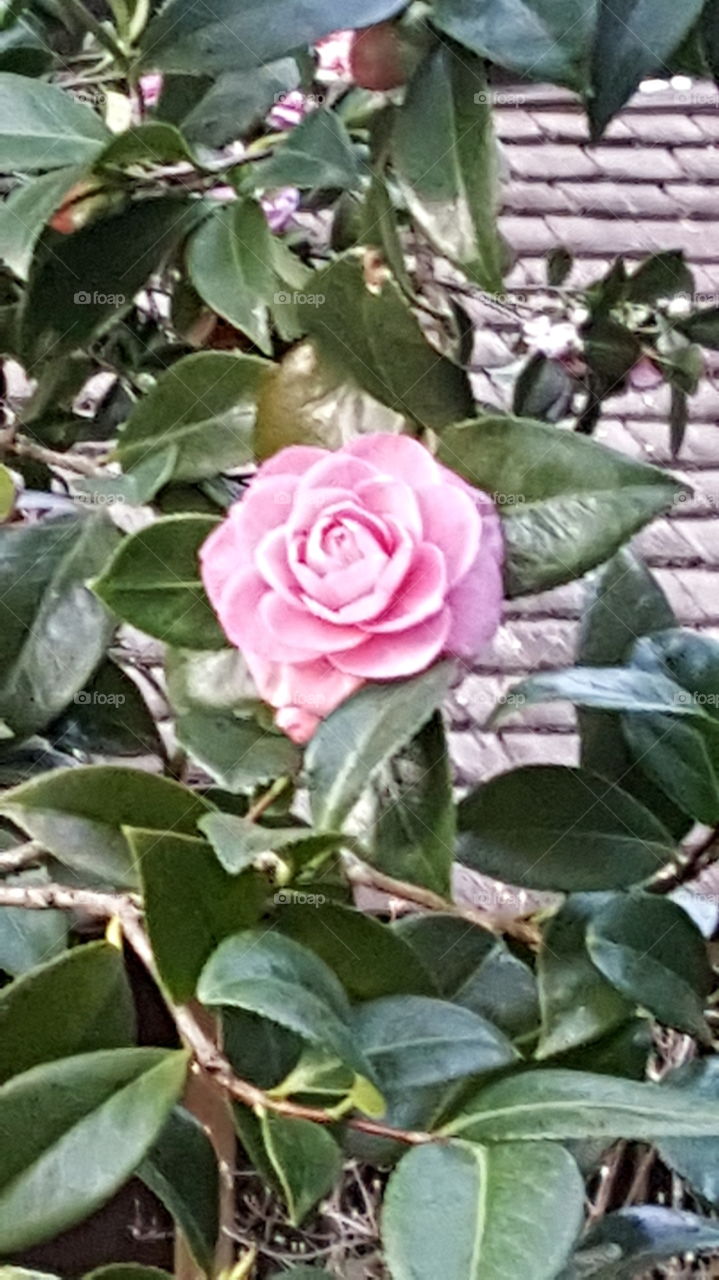 light pink rose