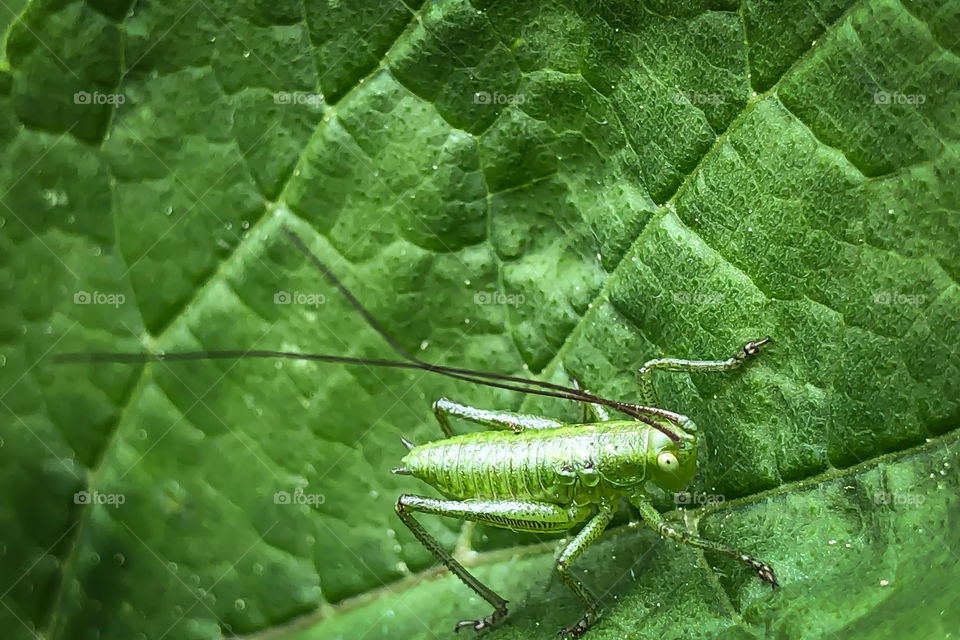 Green - the Color of nature 