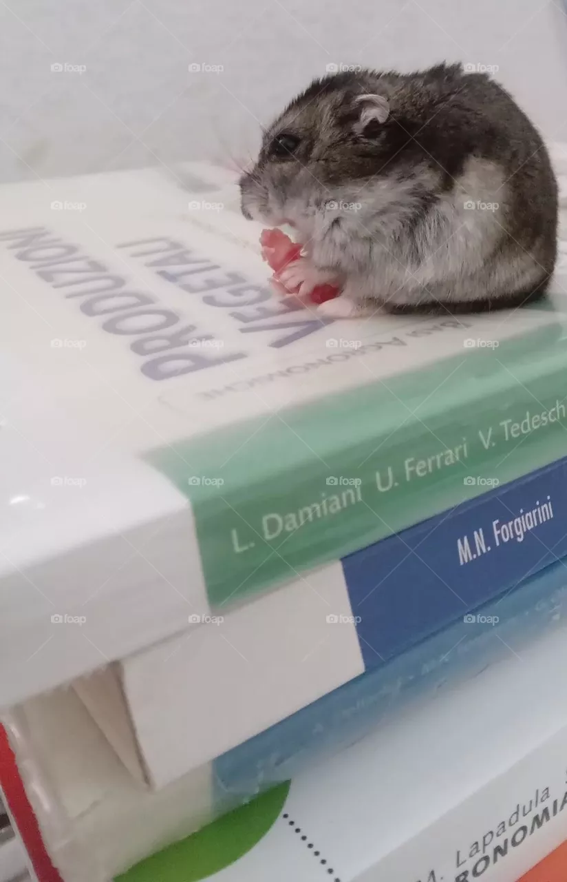 Pet