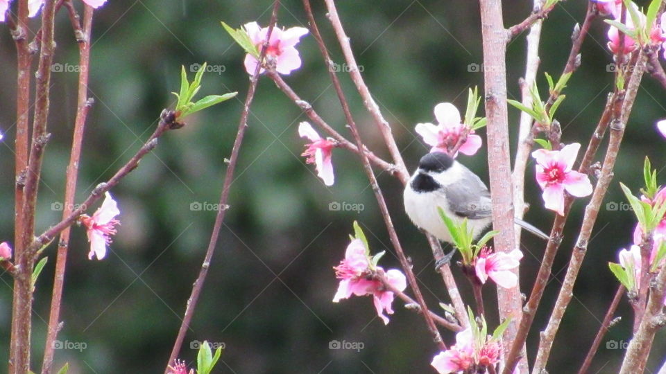 Chickadee in the peach tree