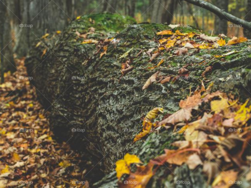 Fall Leaves In Fallen Tree